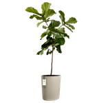 eden aquacare high 40cm sanftes Taupe